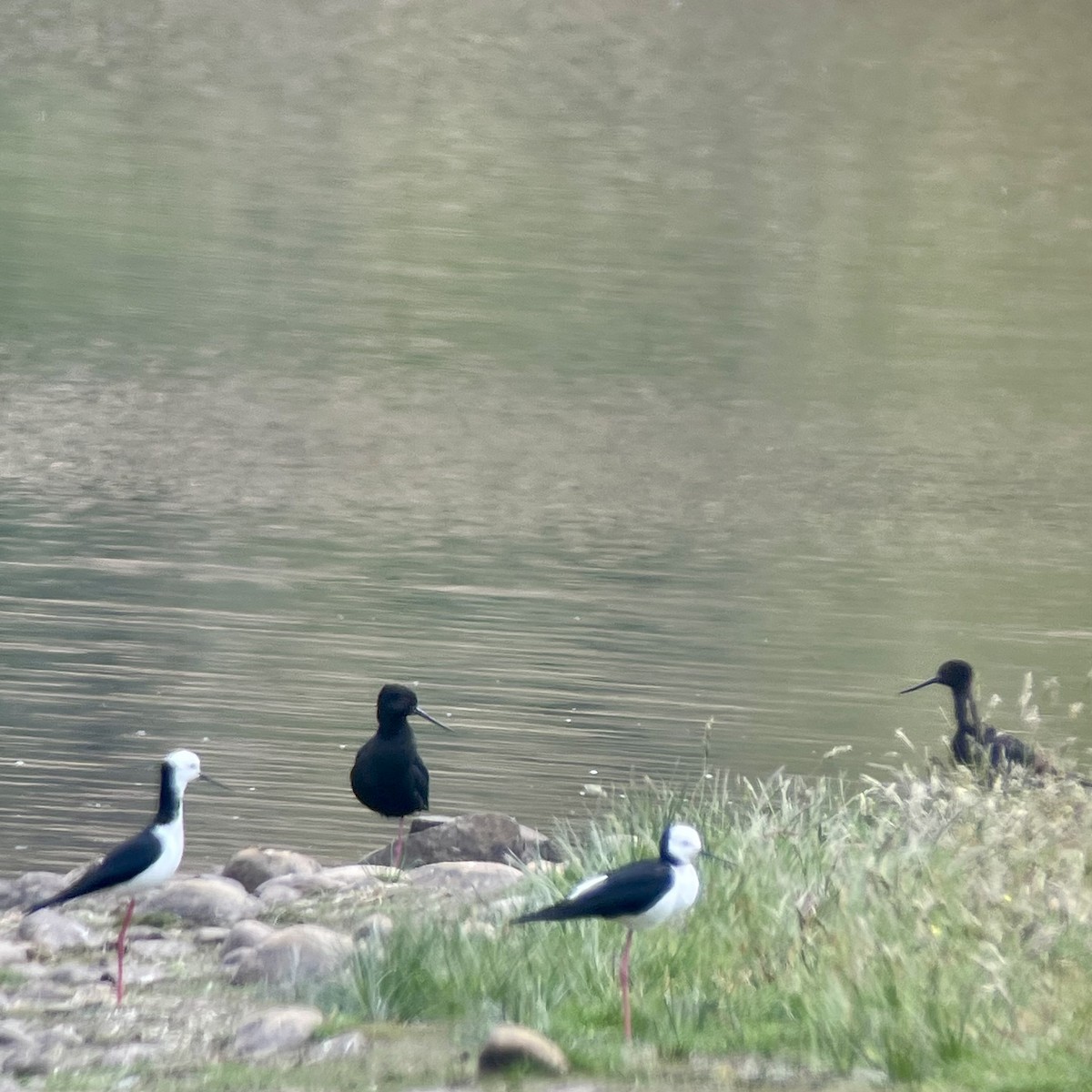 Black Stilt - ML611774964