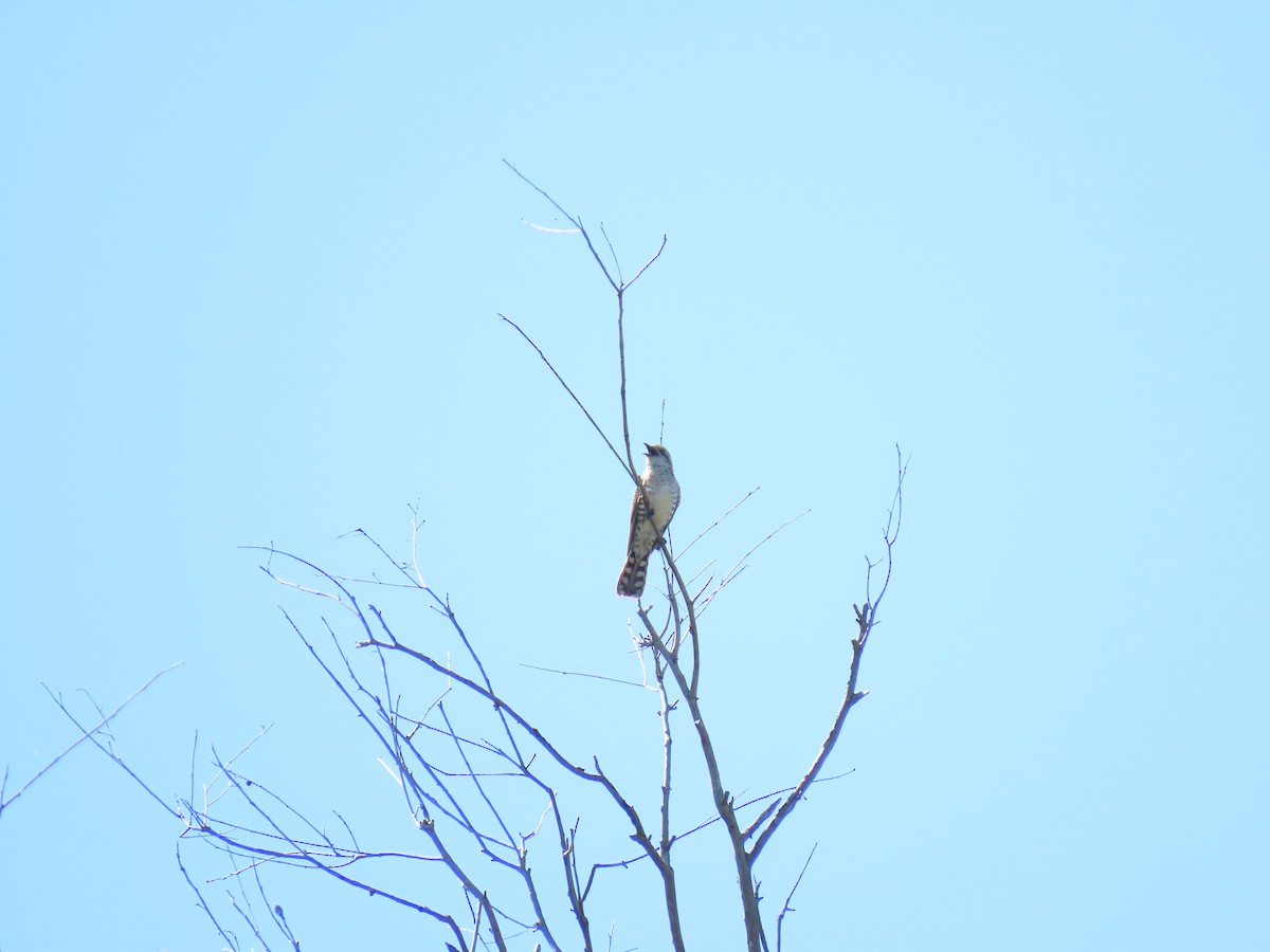 Horsfield's Bronze-Cuckoo - ML611775037