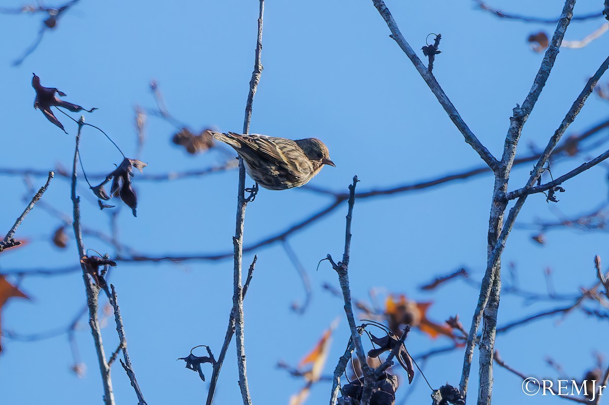 Pine Siskin - ML611775113