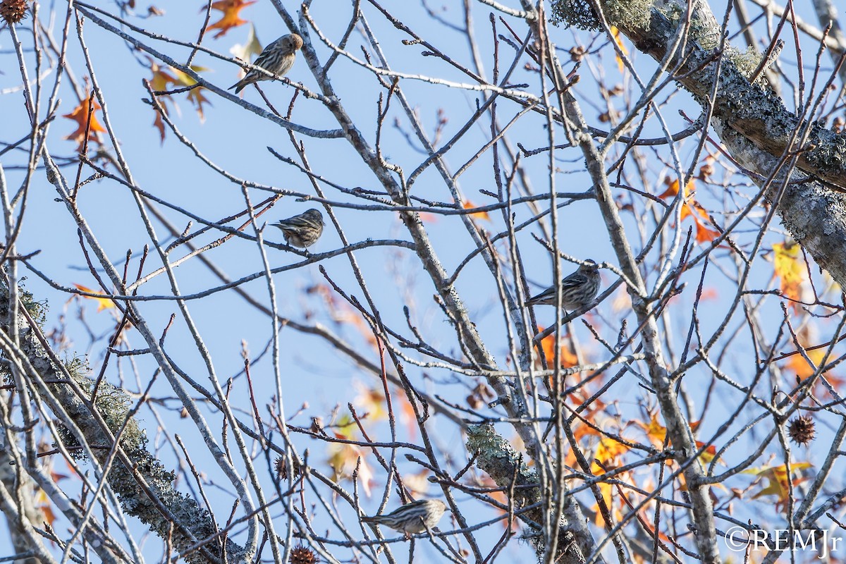 Pine Siskin - ML611775114