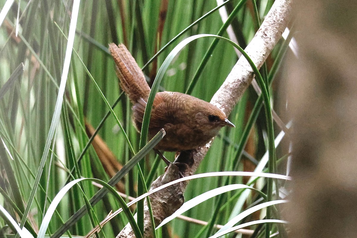 Rufous Scrub-bird - Braden McDonald