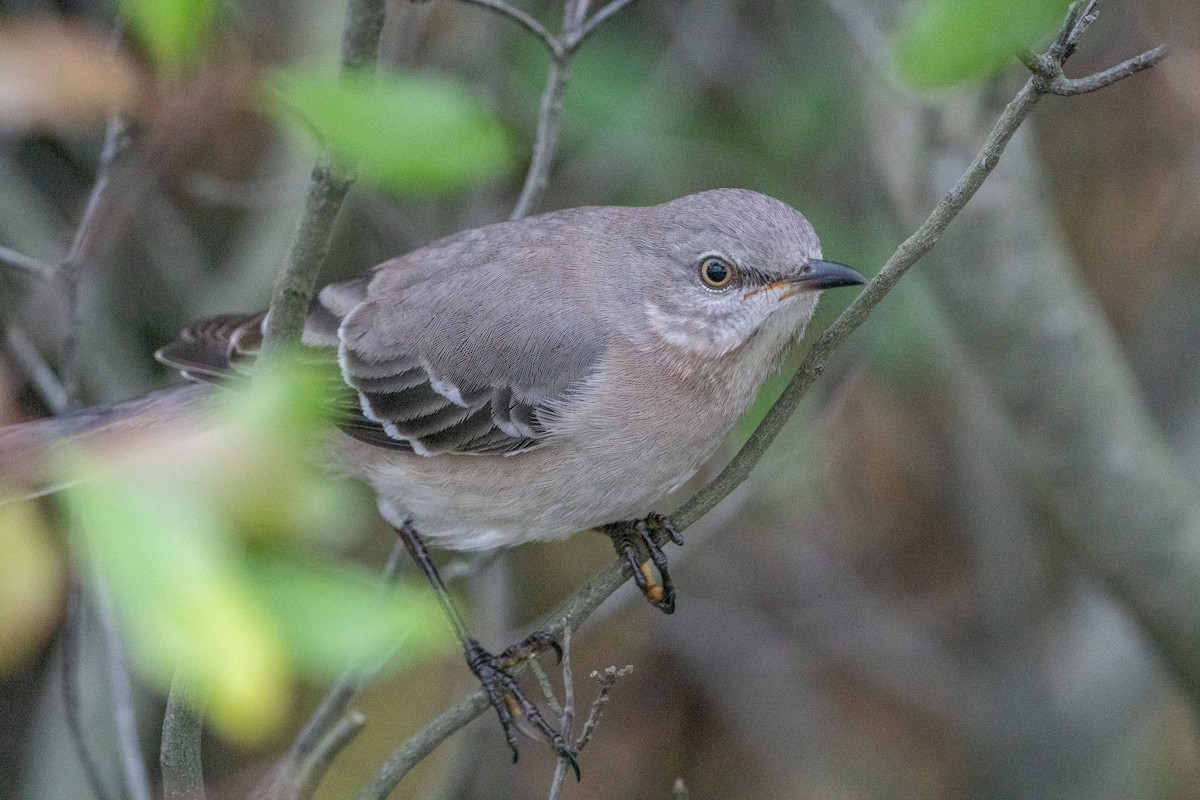 Northern Mockingbird - ML611775480