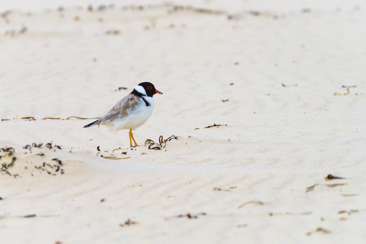 Hooded Plover - James Churches