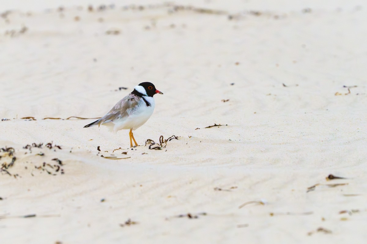 Hooded Plover - ML611775487