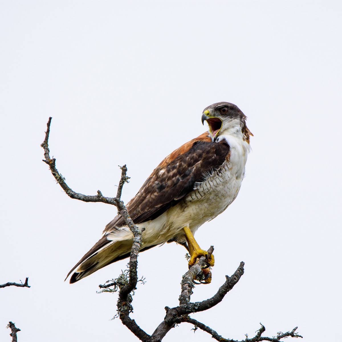 Variable Hawk - Sebastián Acevedo