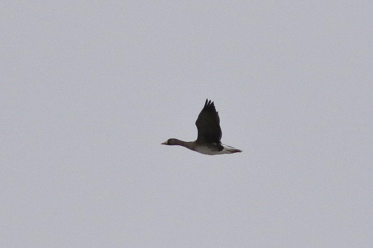 Greater White-fronted Goose - ML611775590