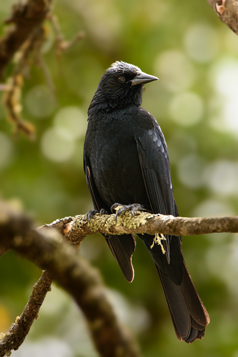 Austral Blackbird - Sebastián Acevedo