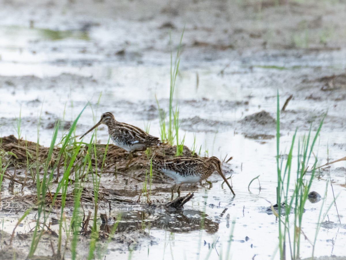 Common Snipe - Vivek Sudhakaran