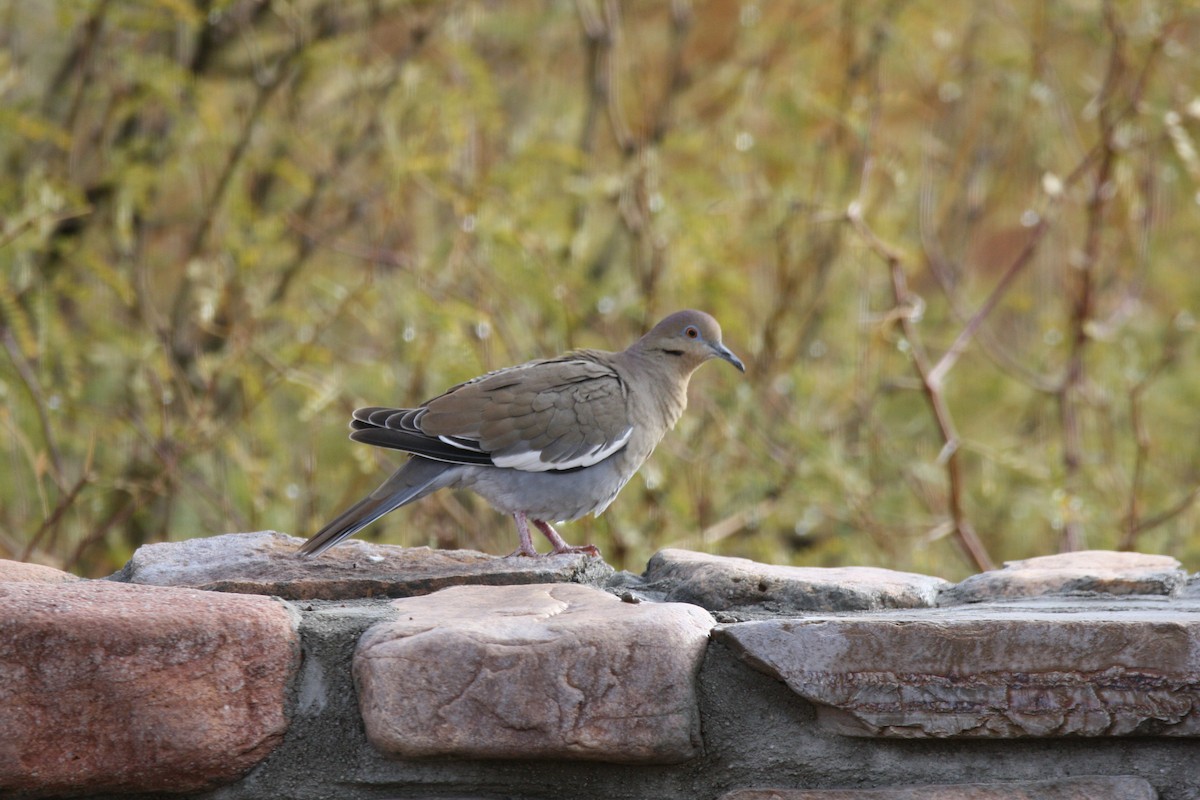 White-winged Dove - Camden Bruner