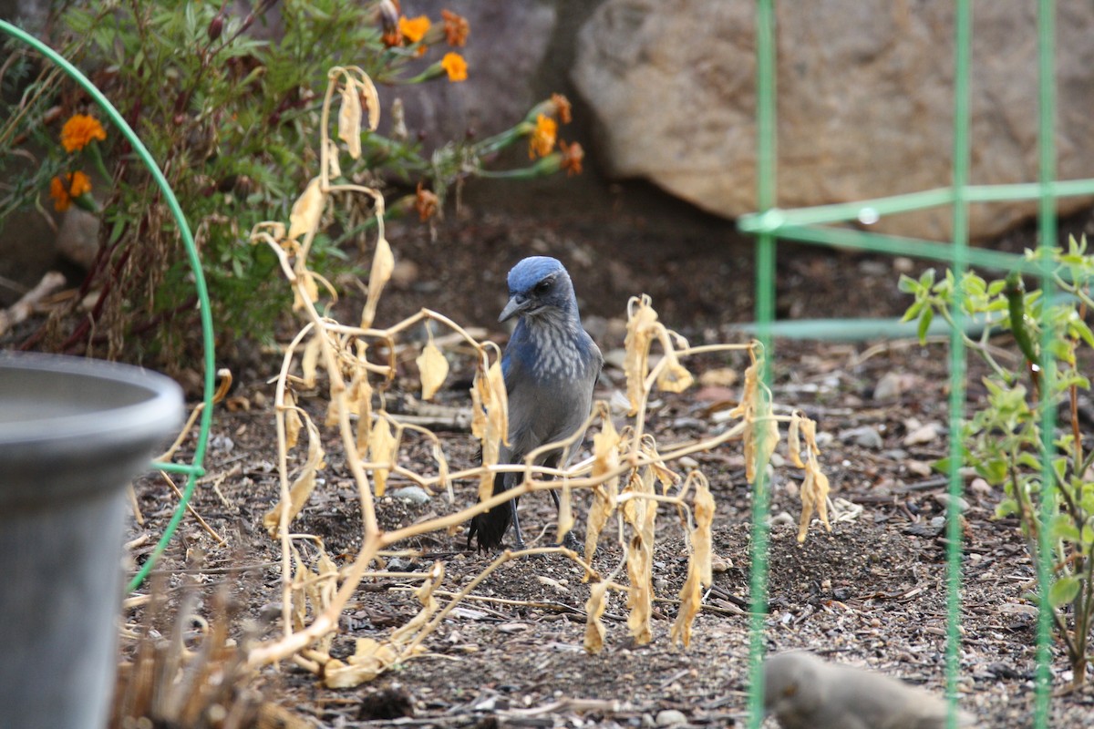 Woodhouse's Scrub-Jay - Camden Bruner