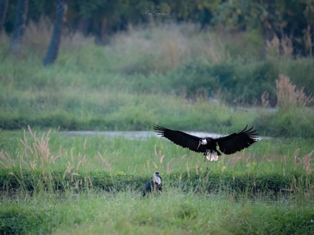 Asian Woolly-necked Stork - ML611775714