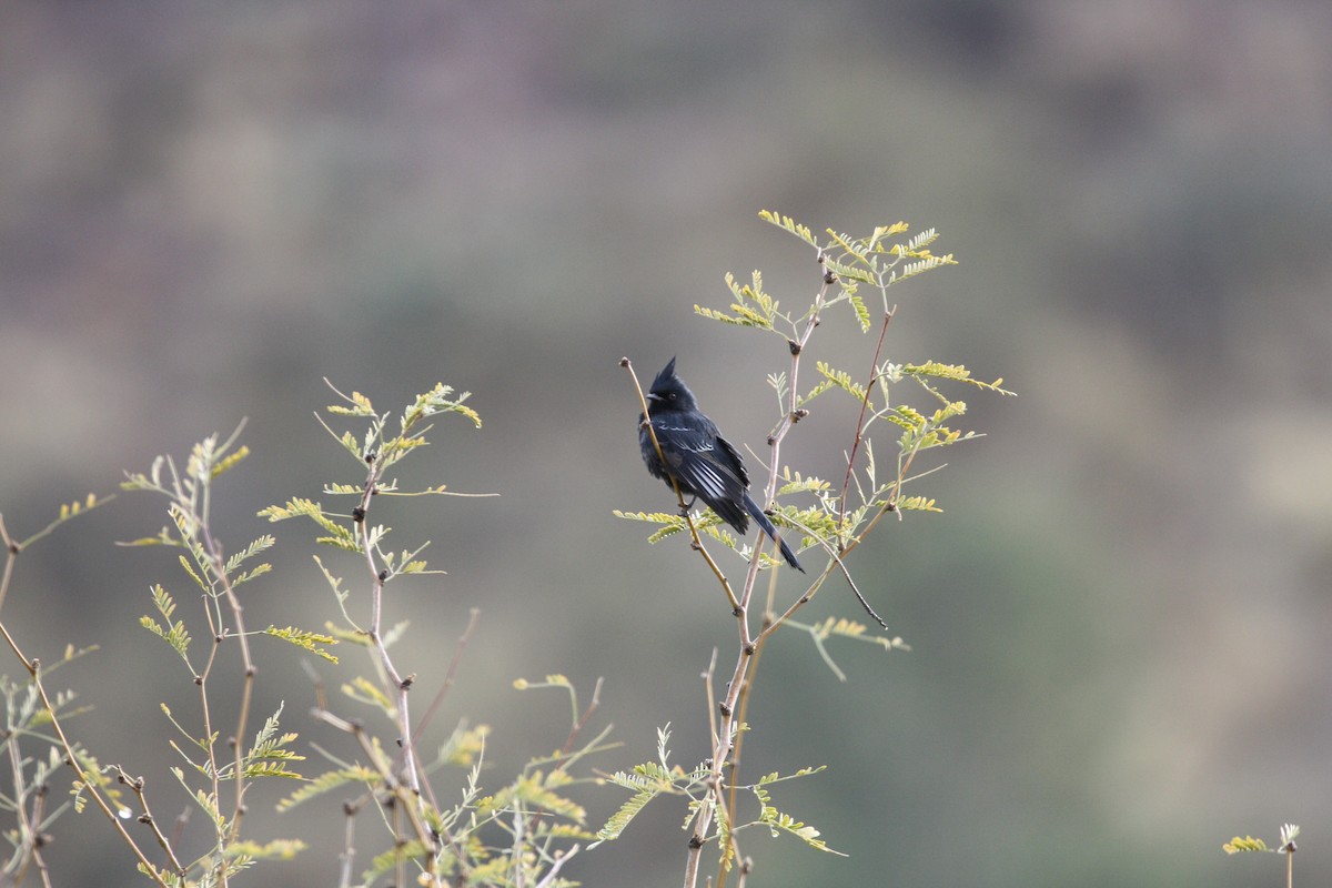 Phainopepla - Camden Bruner