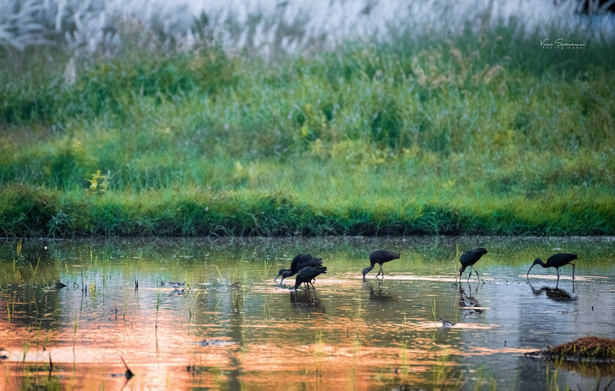 Glossy Ibis - ML611775731