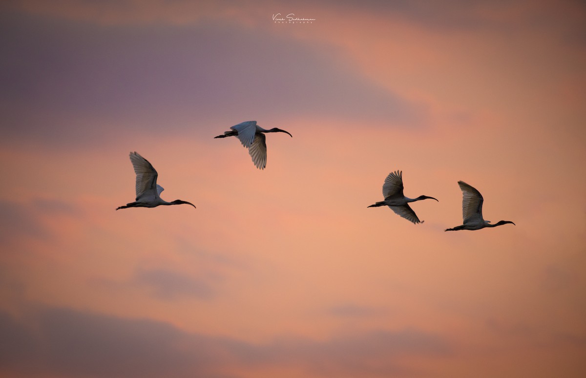 Black-headed Ibis - ML611775733