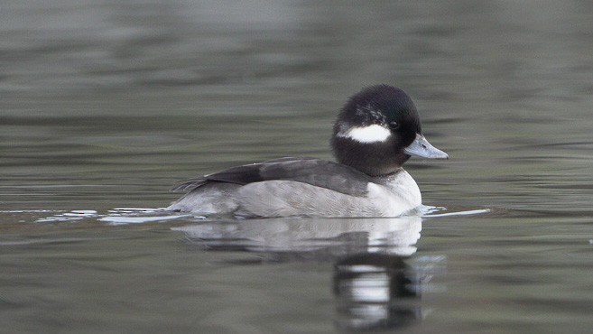 Bufflehead - ML611775861