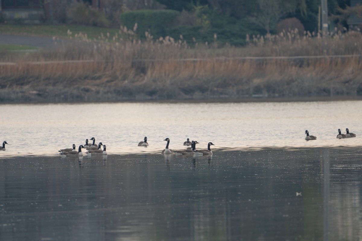 Canada Goose - ML611775865