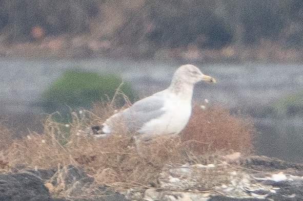 American Herring Gull - ML611775867