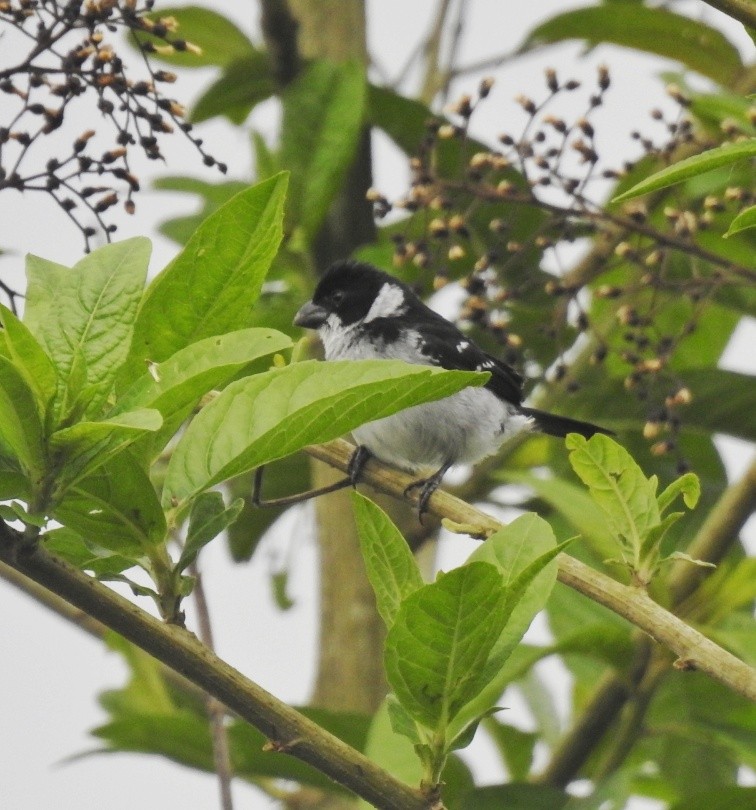 Wing-barred Seedeater (Caqueta) - ML611775870