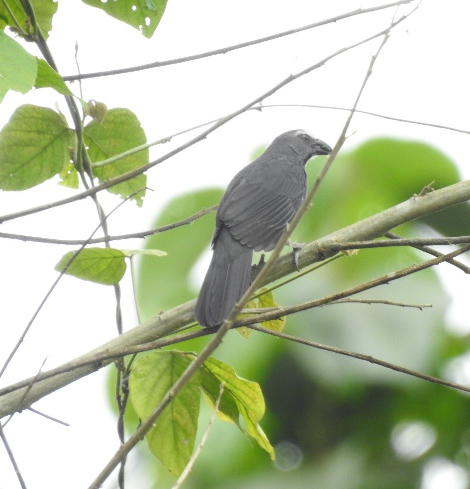 Pepitero Grisáceo del Amazonas - ML611775872