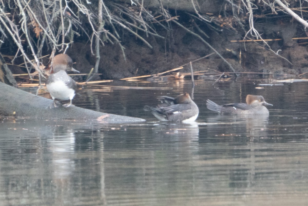 Hooded Merganser - ML611775888