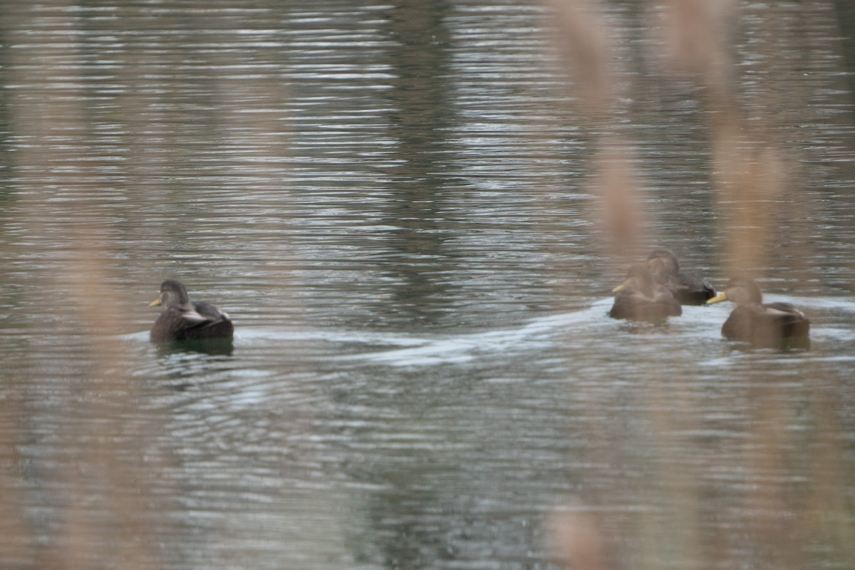 American Black Duck - ML611775889