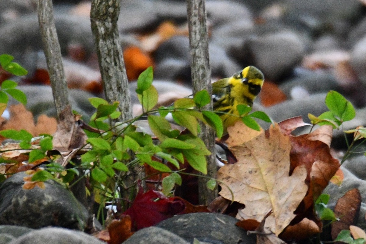 Townsend's Warbler - ML611775893