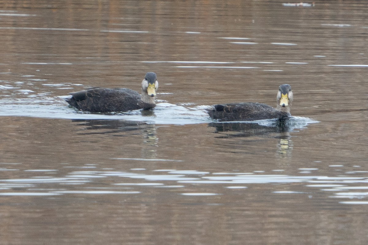 American Black Duck - ML611775897