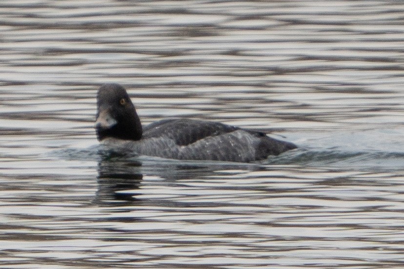 Common Goldeneye - ML611775899