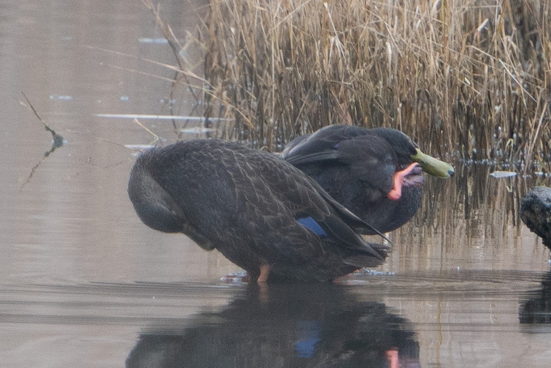 American Black Duck - ML611775909