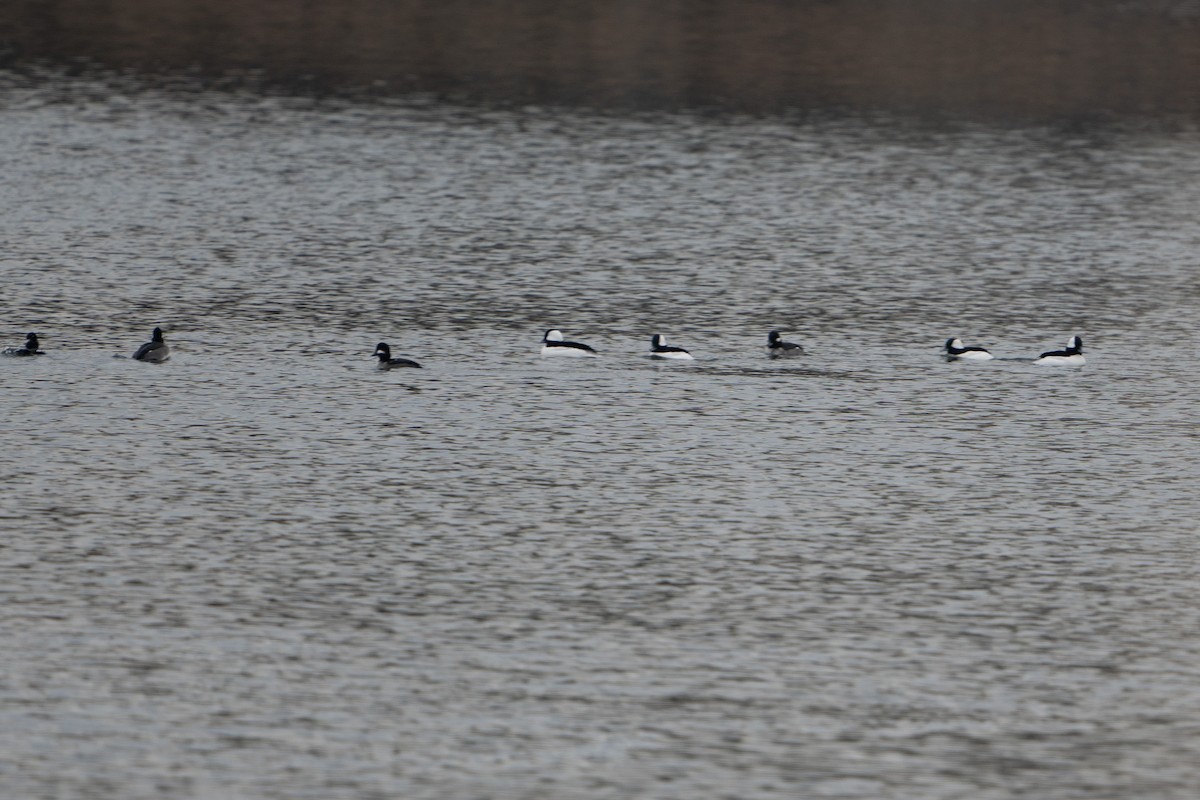 Bufflehead - ML611775918