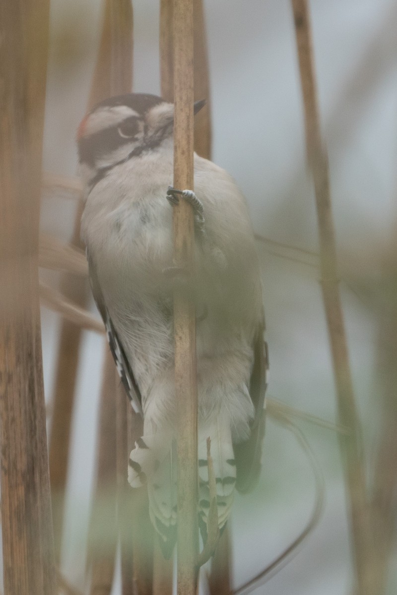 Downy Woodpecker - ML611775925