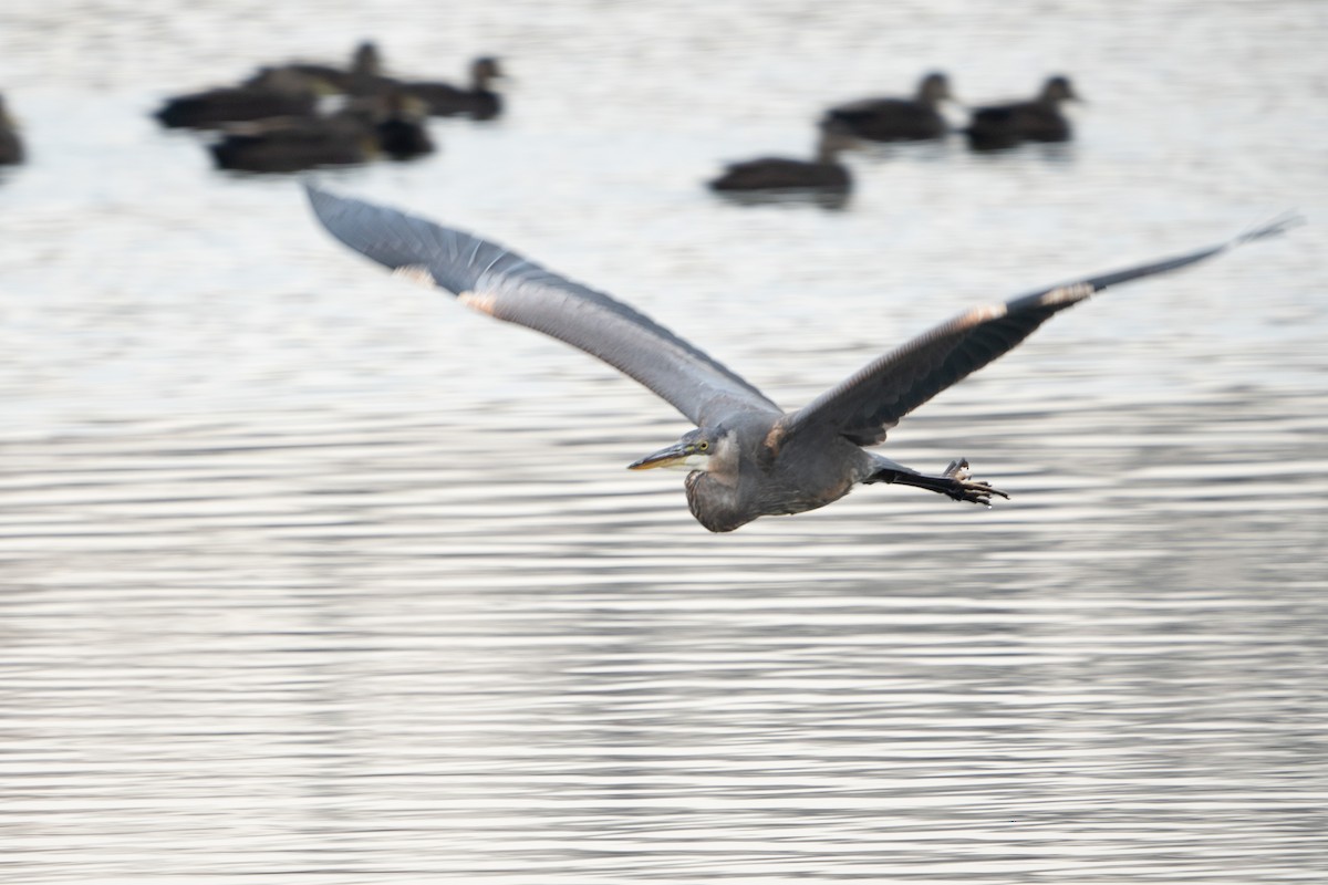 Great Blue Heron - ML611775948