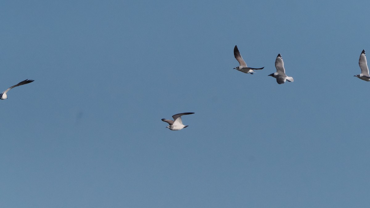 Franklin's Gull - ML611775974