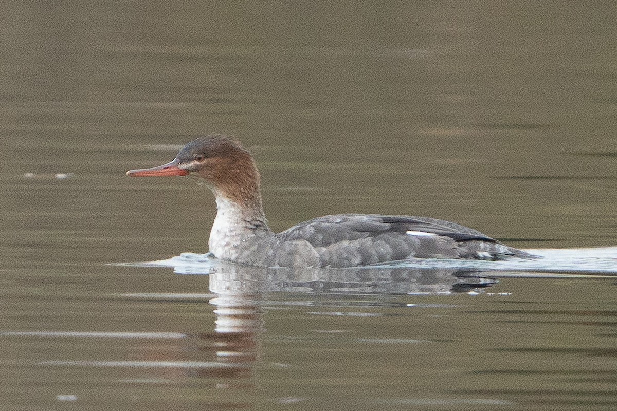 Red-breasted Merganser - ML611775982