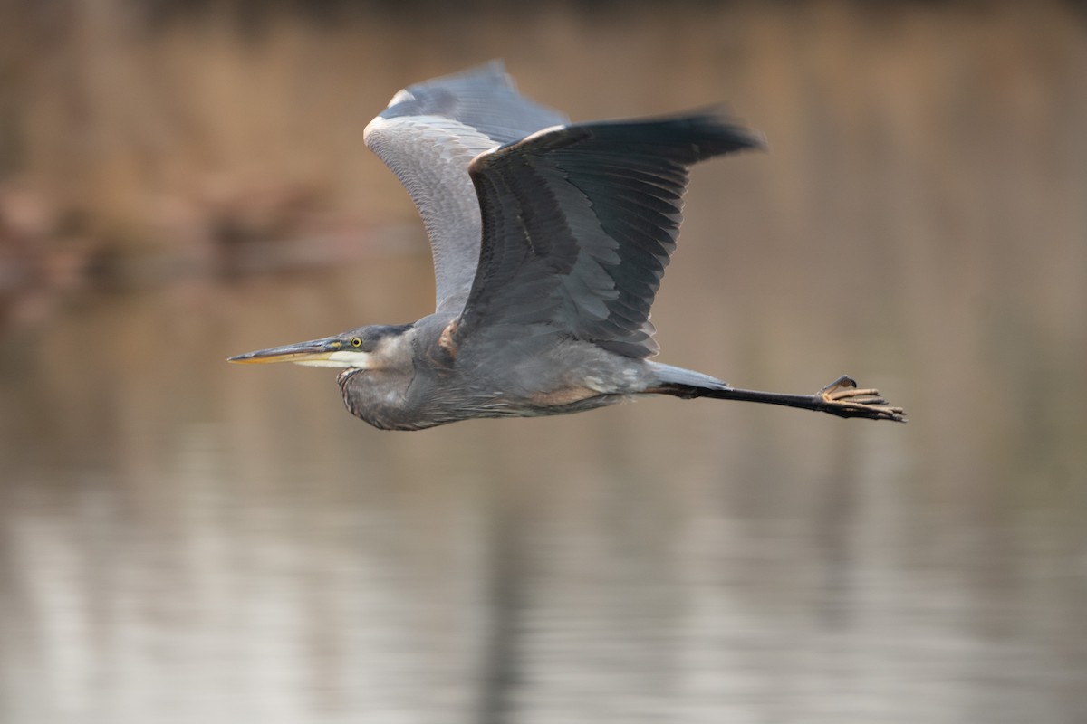 Great Blue Heron - ML611775991