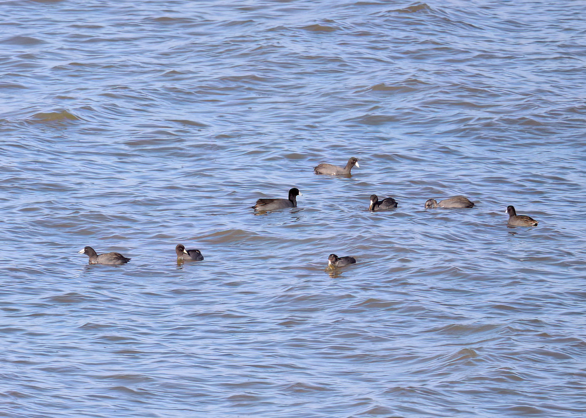 American Coot - ML611776130