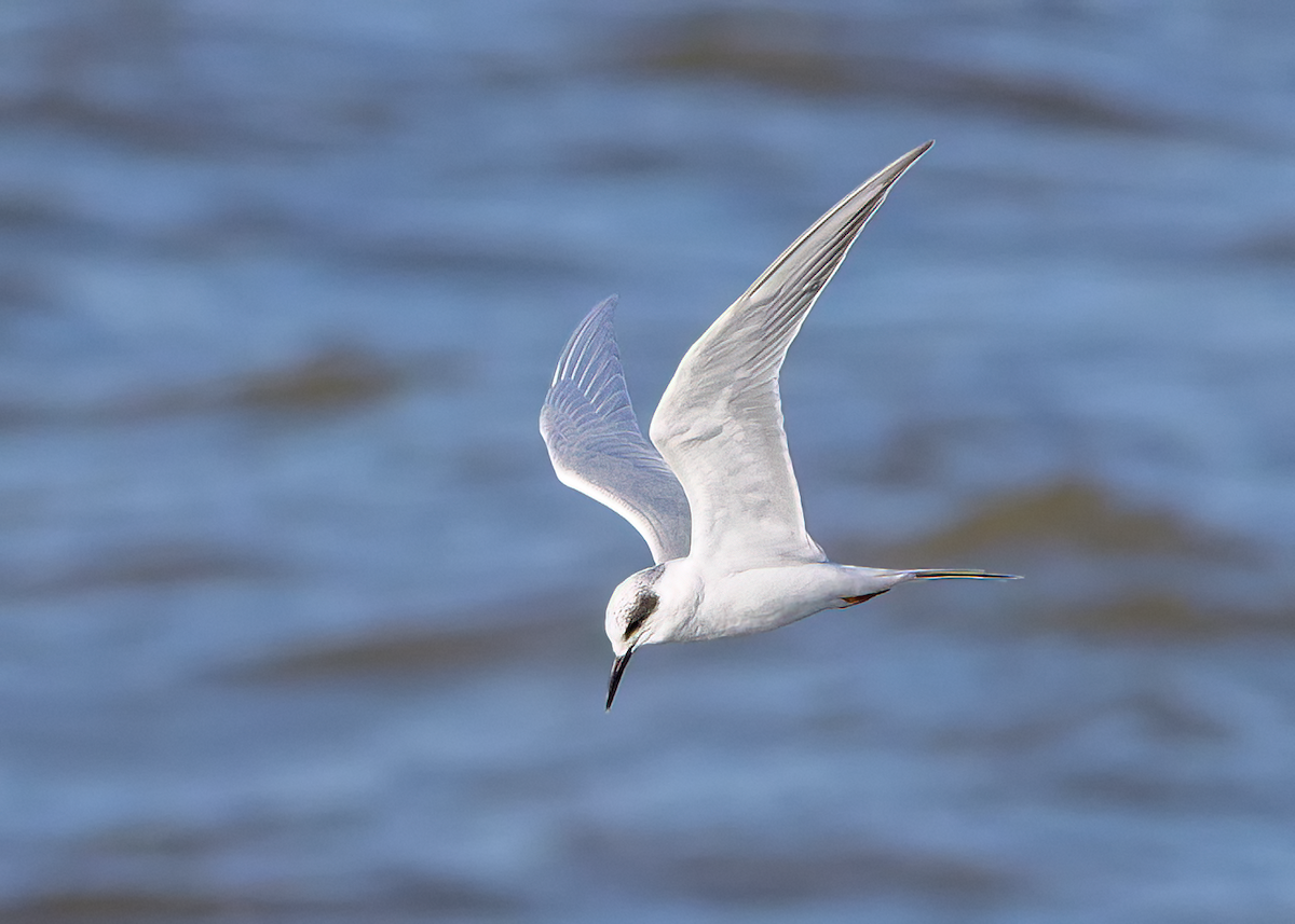 Forster's Tern - ML611776133