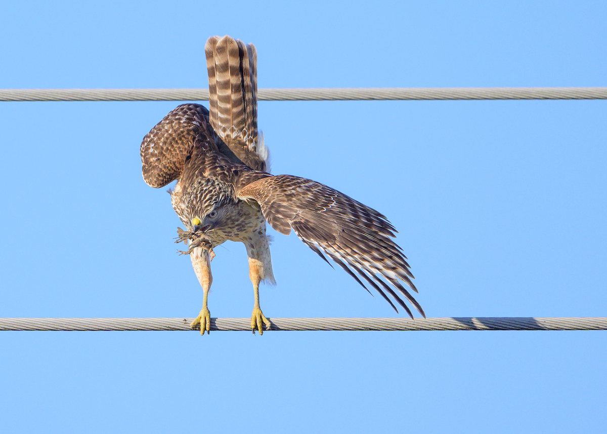 Red-shouldered Hawk - Charles Mills