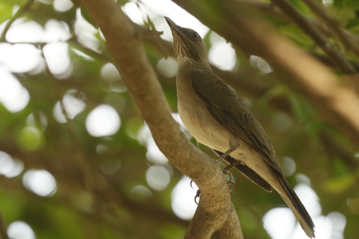 Black-billed Thrush - ML611776370