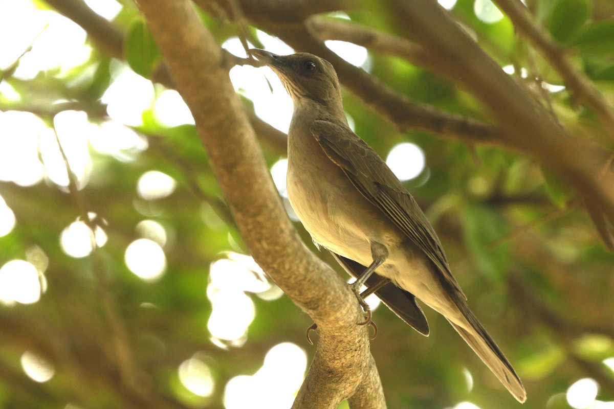 Black-billed Thrush - ML611776371