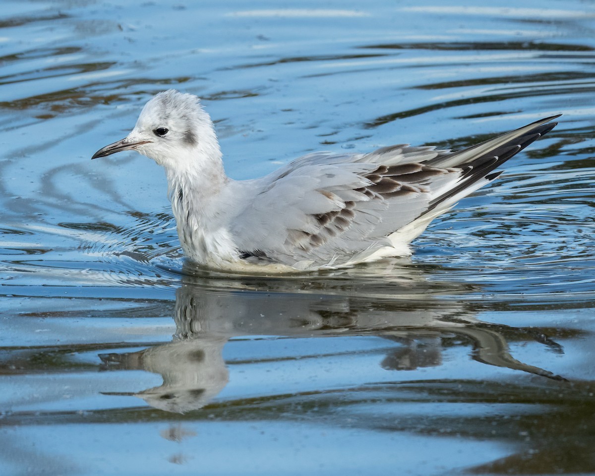 Bonaparte's Gull - ML611776449