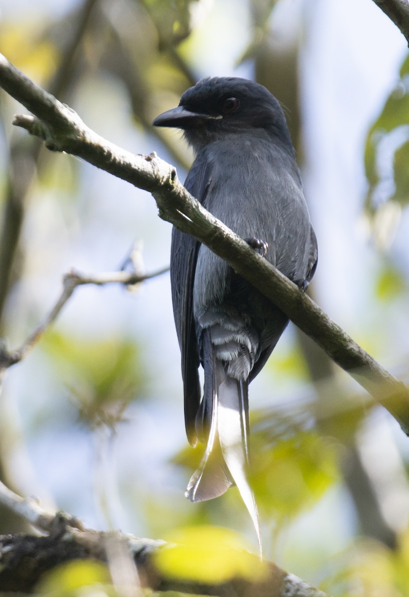 Drongo cendré - ML611776516