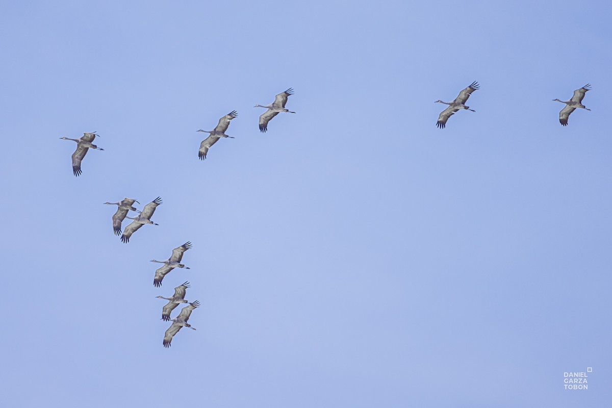 Sandhill Crane - ML611776606