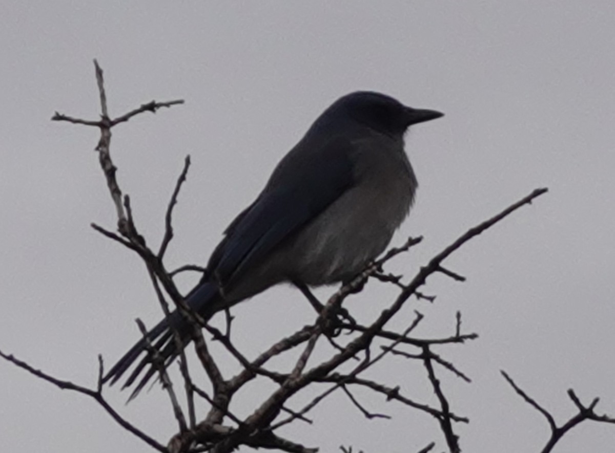 Mexican Jay - ML611776615