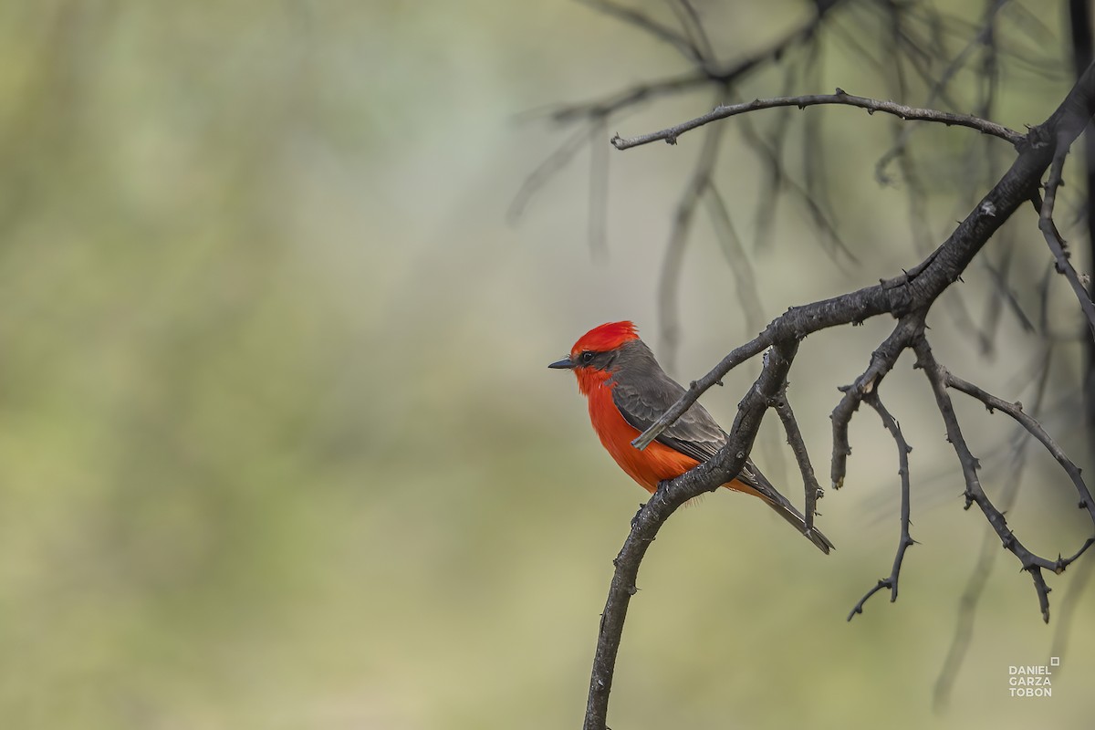 Vermilion Flycatcher - ML611776642