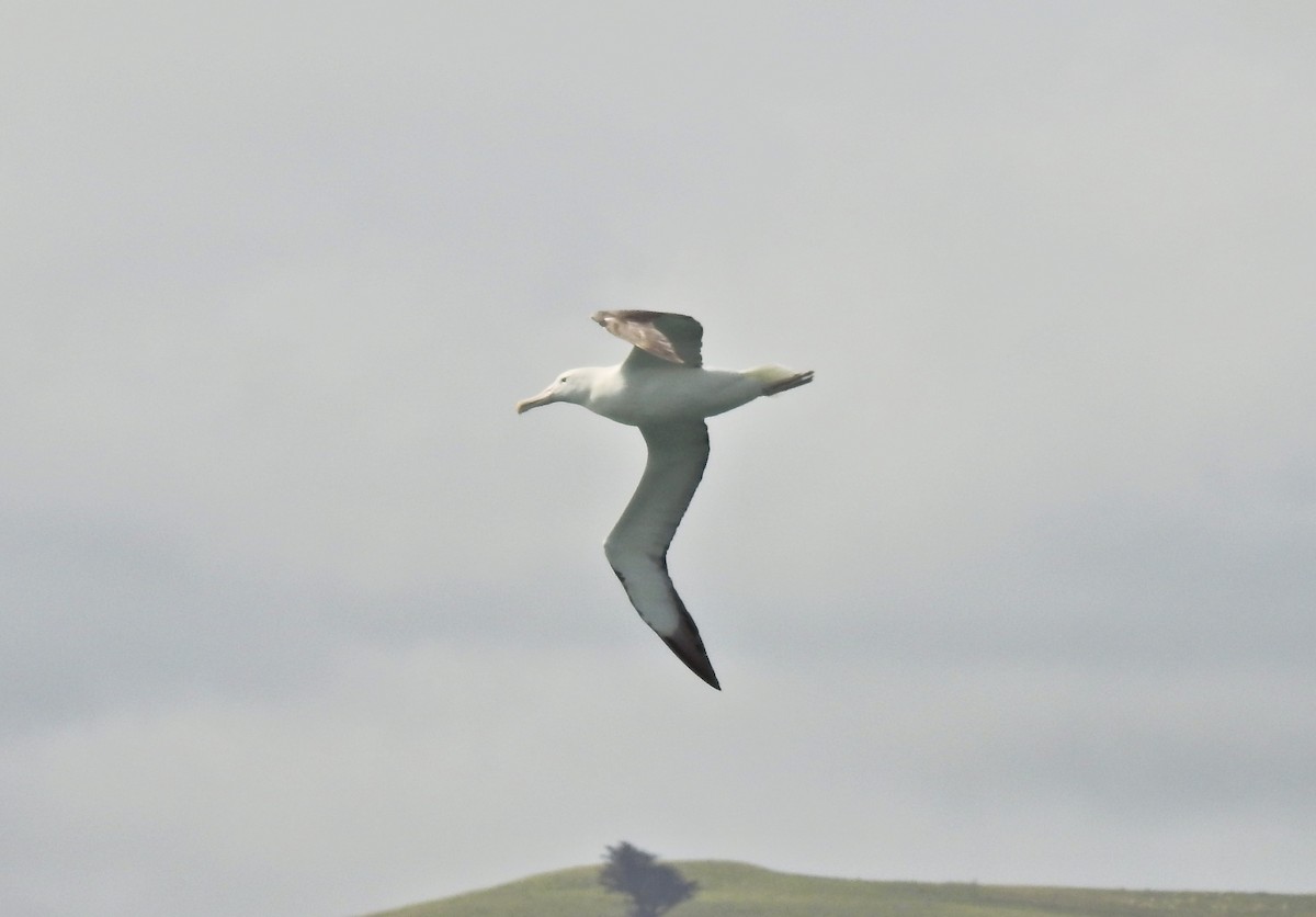 Southern Royal Albatross - ML611776802