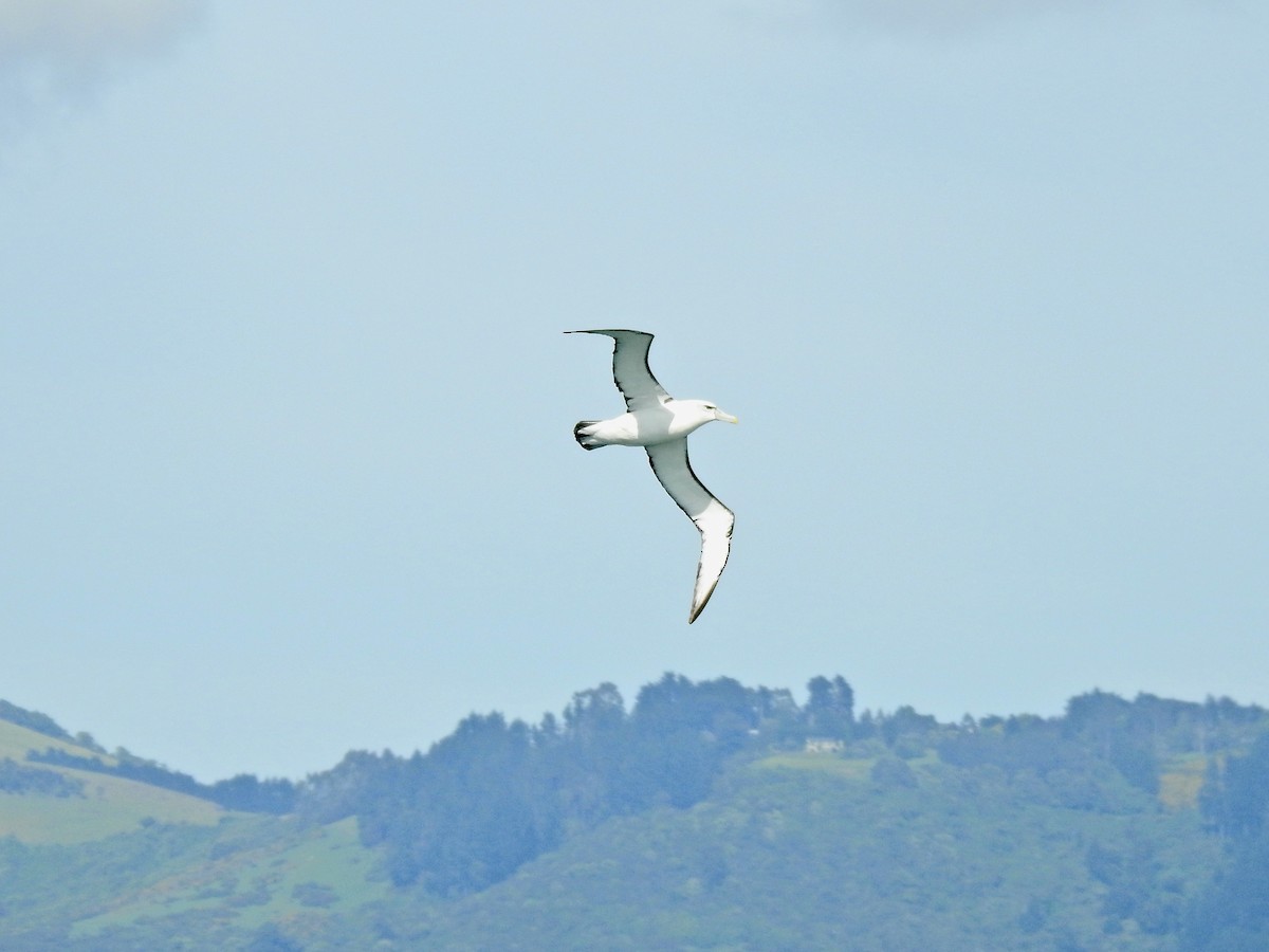 Albatros à cape blanche - ML611776812