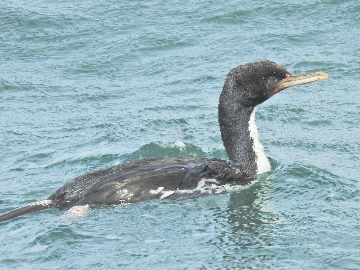 Cormoran bronzé (chalconotus) - ML611776815