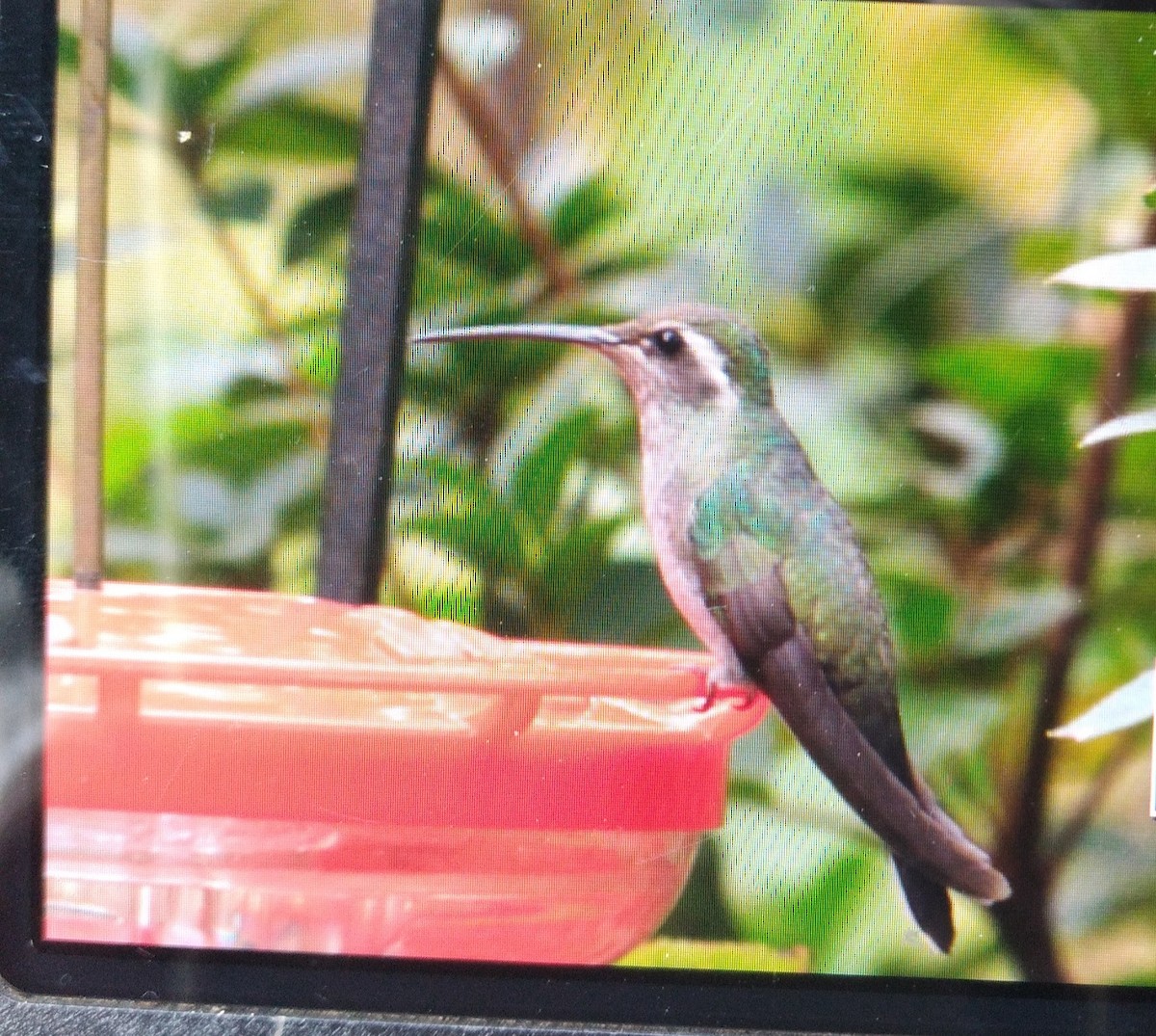 Colibrí Gorjiazul - ML611777042