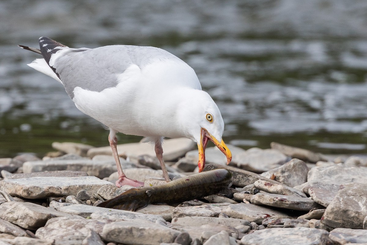 Herring Gull - ML611777094